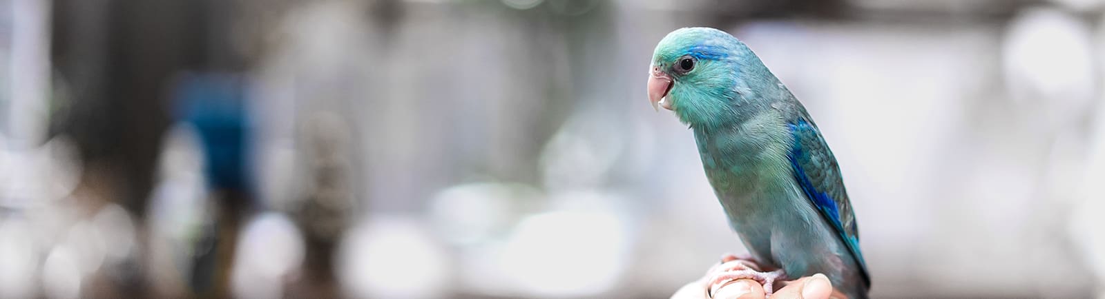 Bird after examination at Avian & Exotic clinic