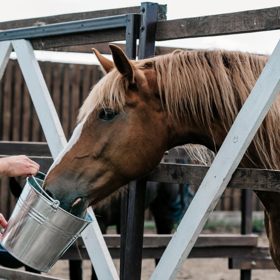 Equine Veterinary Care in Rock Springs | Equine Vet Services