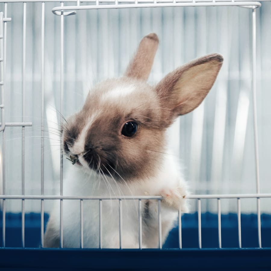 Rabbit at Avian & Exotic  Rock Springs Veterinarians