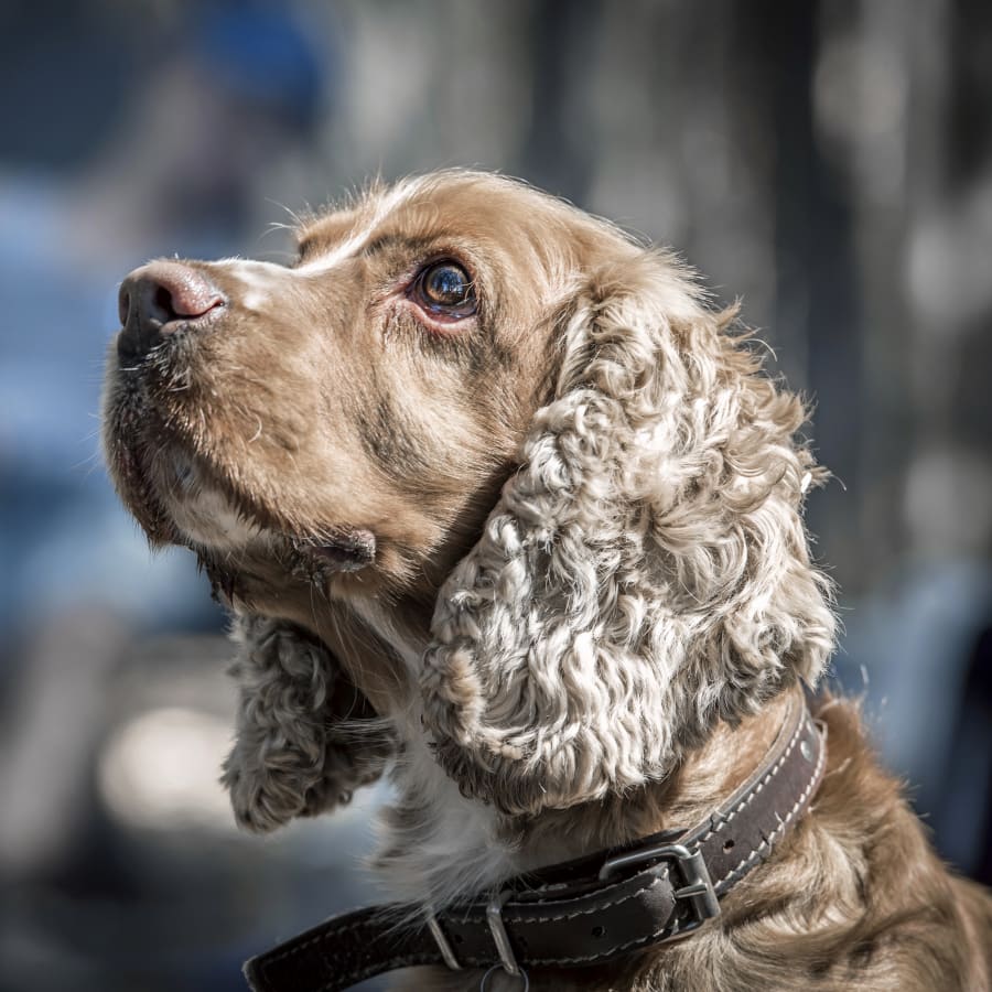 Geriatric Care for Pets, Rock Springs