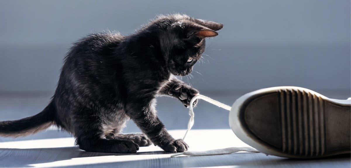 black cat at our animal hospital