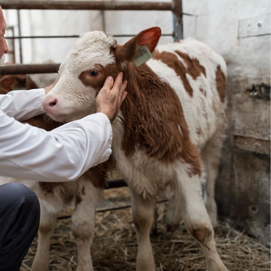 Veterinary Care For Large Animals, Rock Springs Animal Hospital