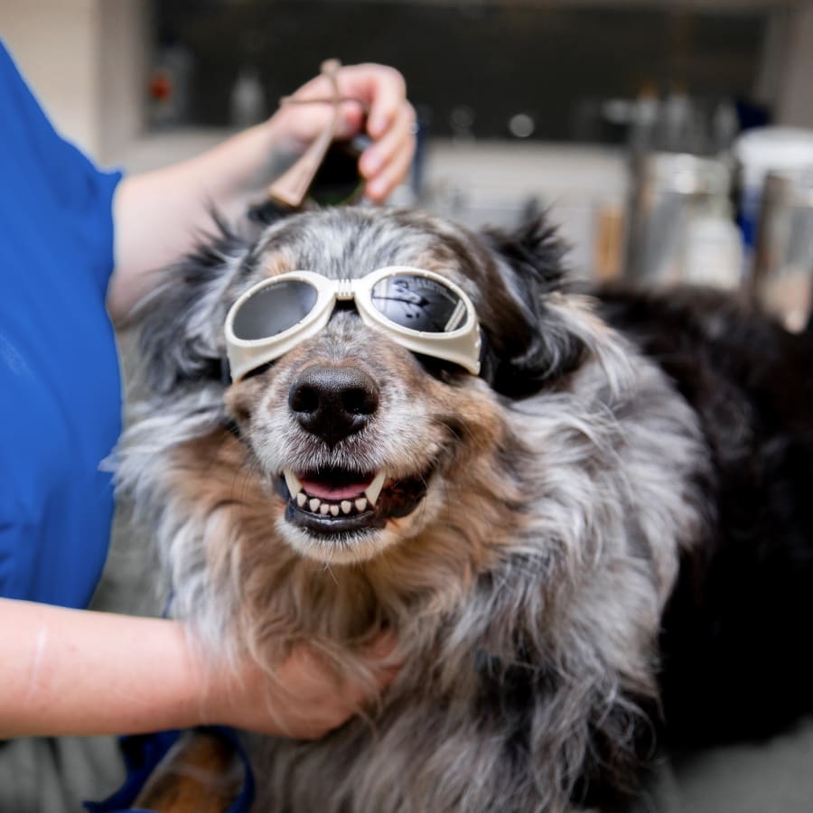 Cold Veterinary Laser Therapy, Rock Springs Veterinarians